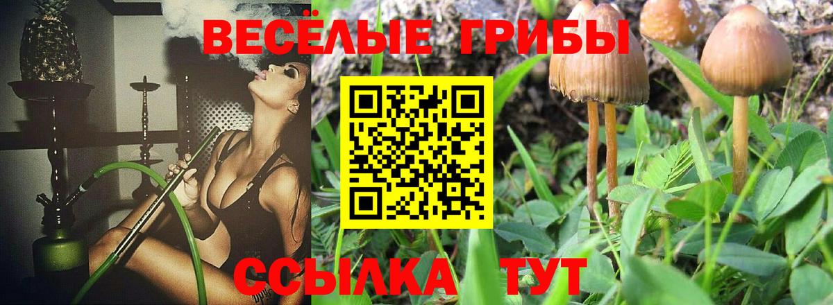 Галлюциногенные грибы Psilocybe  Вход с VPN  Лесной 
